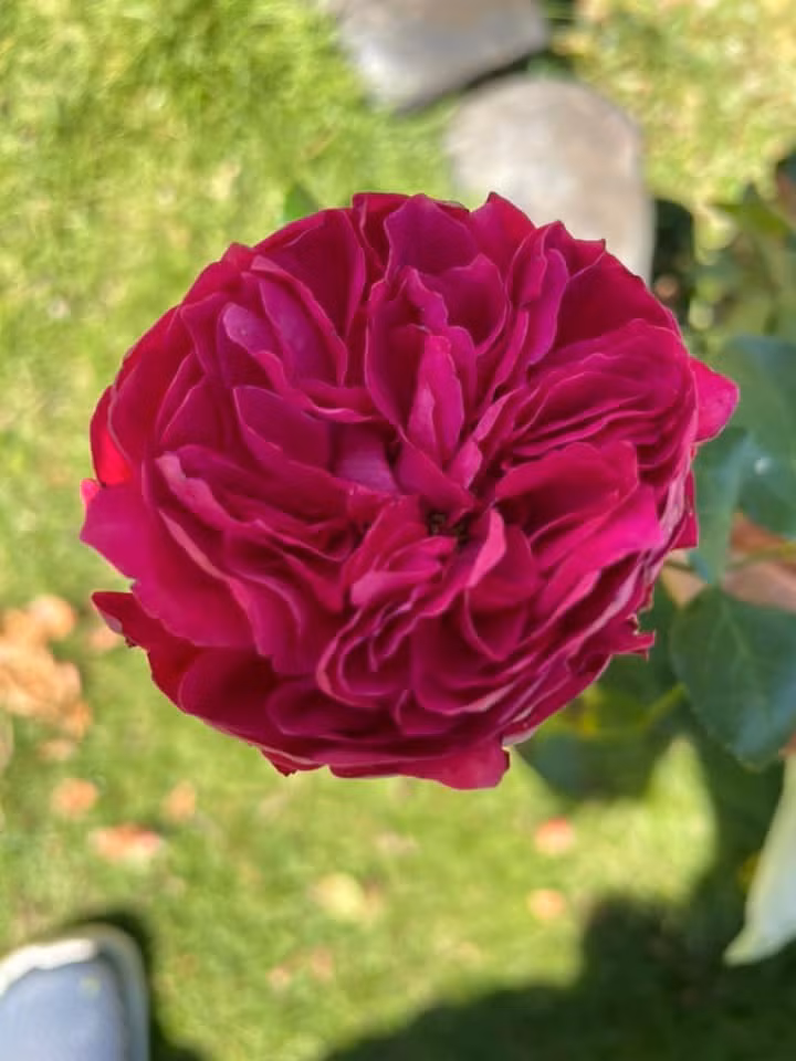 Ngoi nha o pho nui, lap lo sau nhung rang tung xanh-Hinh-10