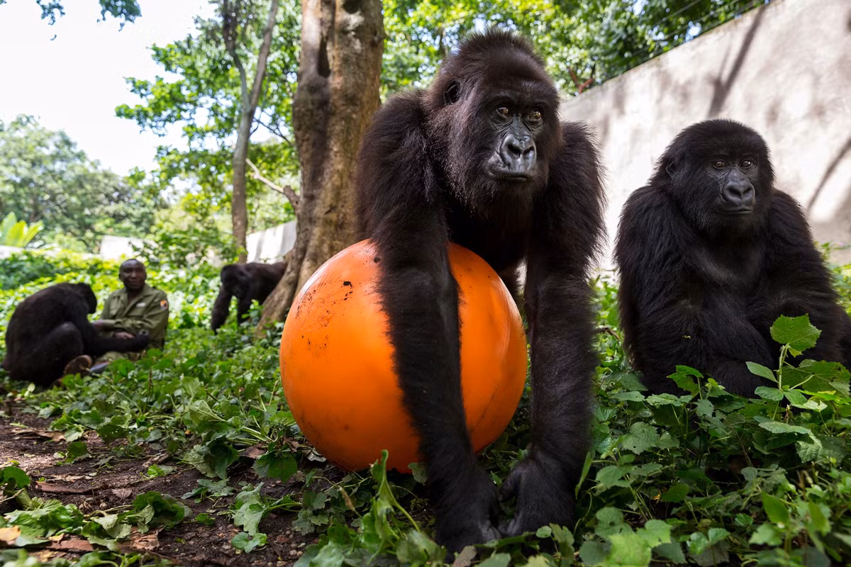 Ndakasi (ôm bóng màu cam) trong giờ chơi vào tháng 11/2015. Theo National Geographic, đây là trung tâm bảo tồn khỉ đột núi mồ côi duy nhất trên thế giới. Ảnh: Brent Stirton.