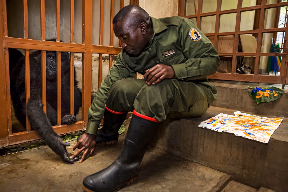 Bauma thường giao tiếp với Ndakasi bằng thứ ngôn ngữ riêng của loài khỉ đột núi - những tiếng ê a, ụt ịt và ọc ạch. Mỗi khi tiếng súng vang lên gần khu bảo tồn, Bauma thường lên tiếng để trấn an Ndakasi. Bản thân người kiểm lâm cũng từng mất bố vì chiến tranh tại Congo. Trong ảnh, Bauma đang dạy vẽ cho Ndakasi vào năm 2015. Những người chăm sóc đều cố tìm nhiều cách để khiến lũ khỉ vui vẻ. Ảnh: Brent Stirton.