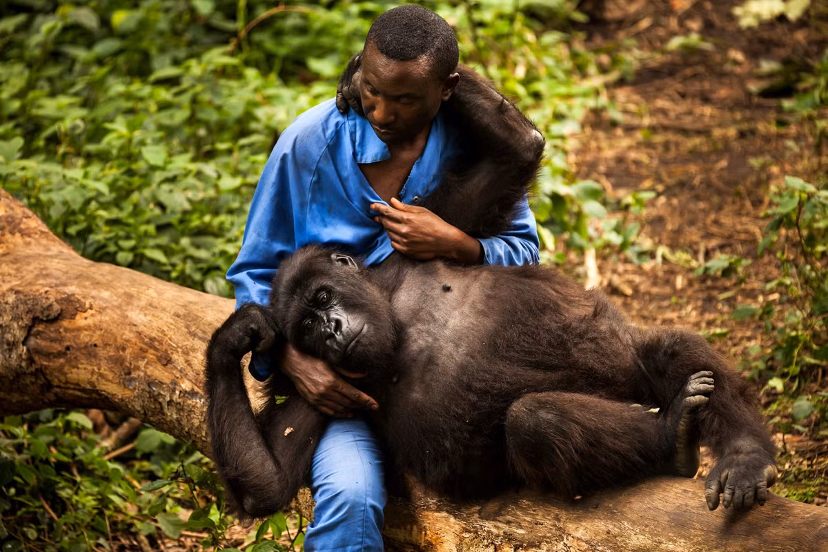 Andre Bauma, người tự nhận là "bà mẹ khỉ đột", ngồi bên cạnh Ndakasi. Những người chăm sóc tại khu bảo tồn sẽ luân phiên sống chung với các con khỉ đột mồ côi. Mỗi lượt như vậy kéo dài 3 tuần, tuần còn lại của tháng họ được về thăm gia đình. Ảnh: Brent Stirton.