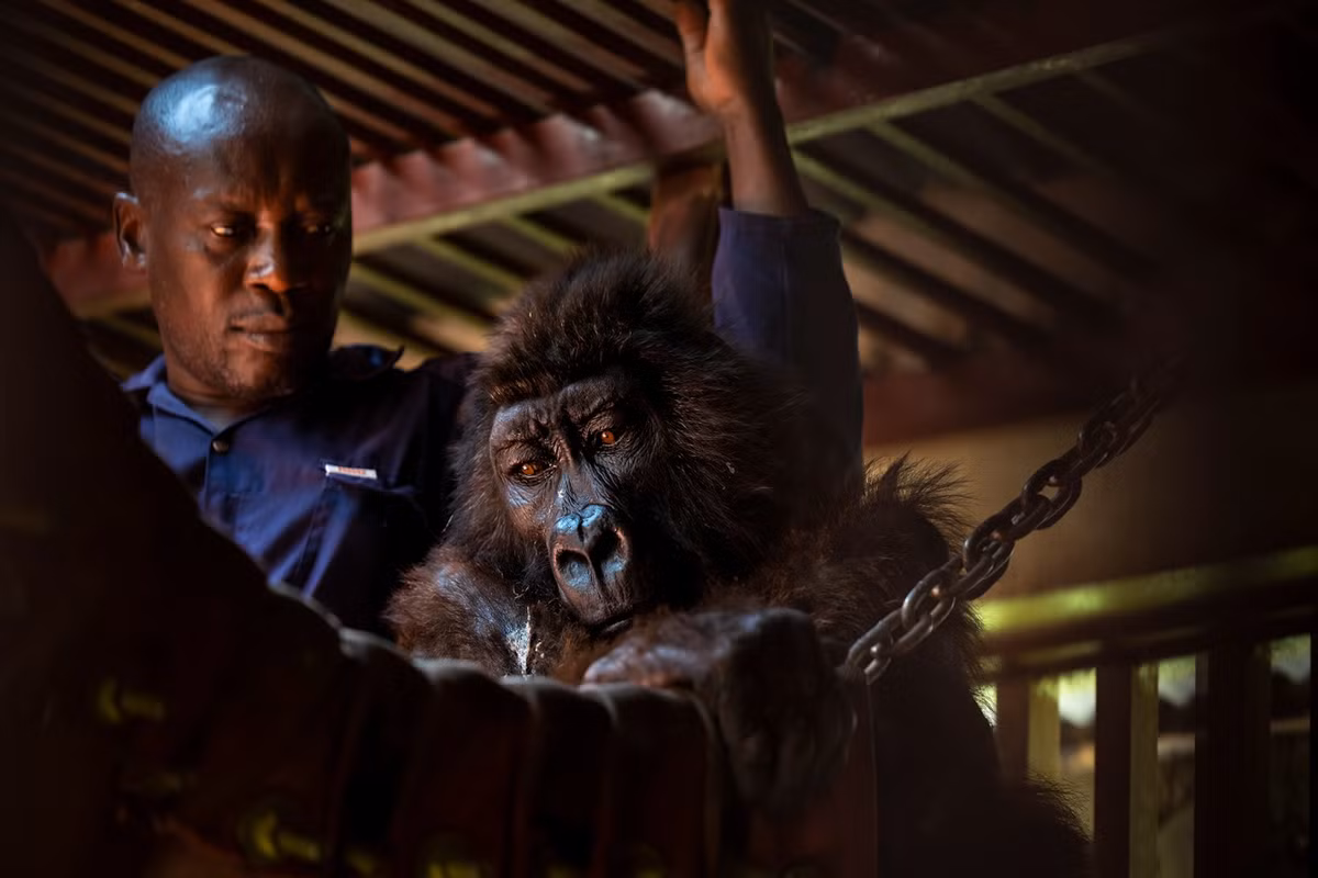 Năm 2021, Ndakasi bước vào tuổi 14. Nó dành mỗi ngày bới lông cho bạn thân Ndeze hoặc quấn lấy Bauma. Khỉ đột núi có thể sống tới 40 năm nhưng mùa xuân năm ấy, Ndakasi chợt đổ bệnh, sụt cân rồi rụng lông. Căn bệnh bí ẩn cứ tới rồi đi trong 6 tháng. Tình trạng đôi lúc thuyên giảm sau những lần điều trị nhưng cuối cùng, bệnh của Ndakasi chuyển nặng. Ảnh: Brent Stirton.