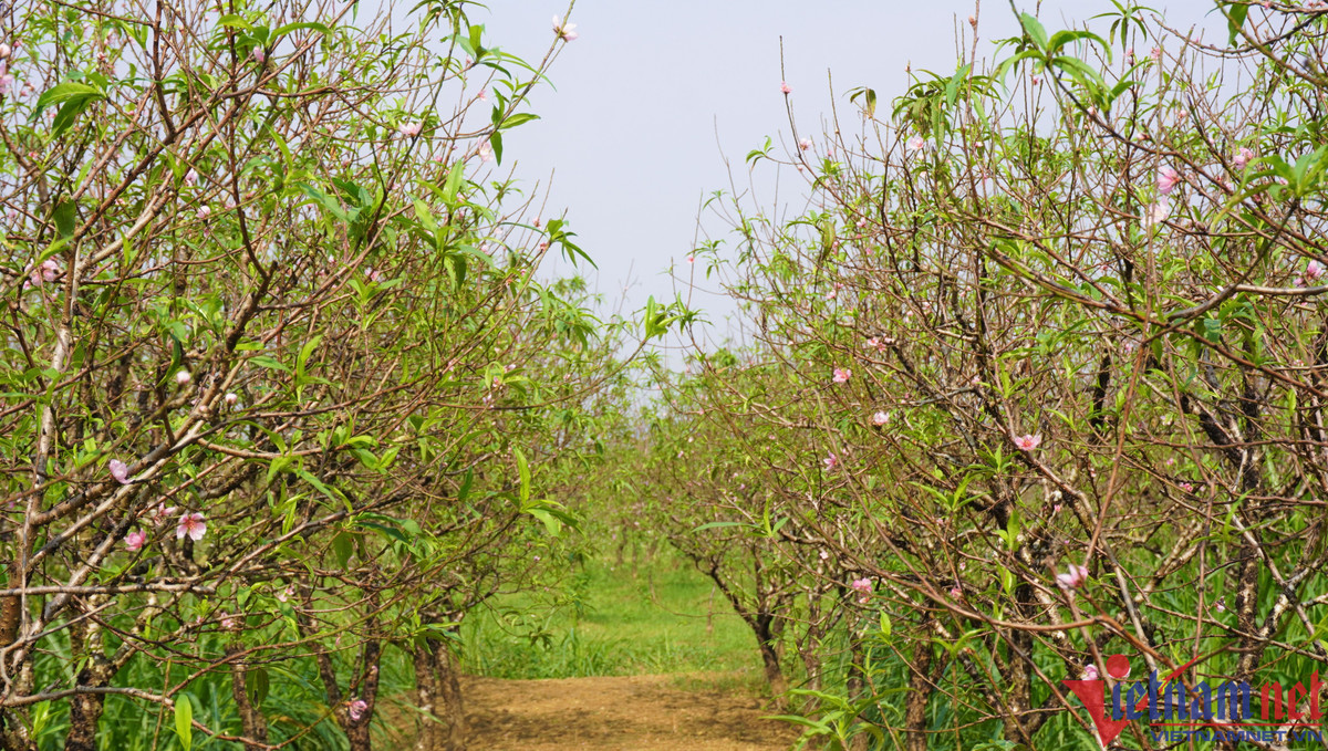 Hon mot thang nua moi Tet, hoa dao da bung no