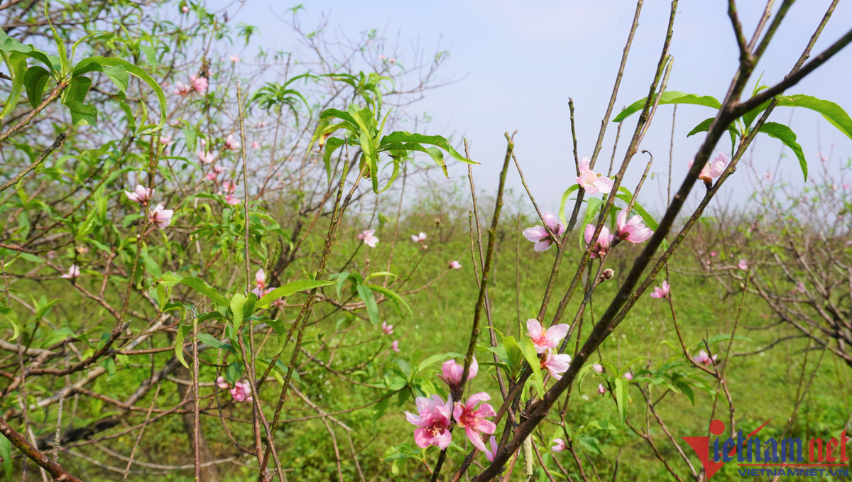 Hon mot thang nua moi Tet, hoa dao da bung no-Hinh-3