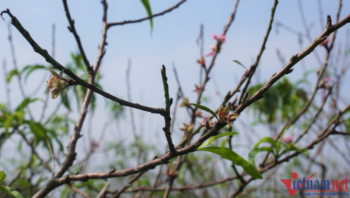 Hon mot thang nua moi Tet, hoa dao da bung no-Hinh-5
