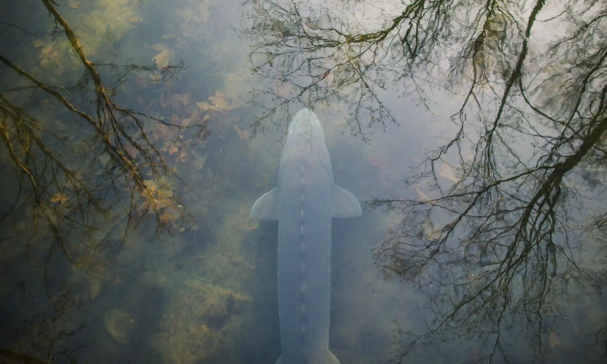 Dang sau cai chet bi an cua ca tam Canada