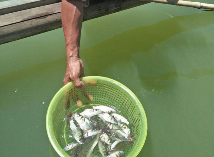 Do việc khai thác, đánh bắt gắt gao nên loài cá này có nguy cơ tuyệt chủng trong tự nhiên