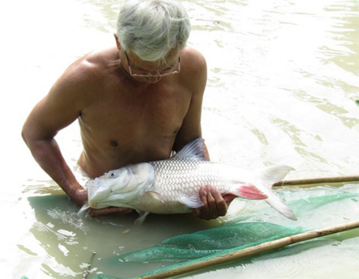 Mấy năm gần đây, nhiều hộ dân đã đem loại cá quý hiếm này về nuôi trồng, cho thu nhập lên tới tiền tỷ