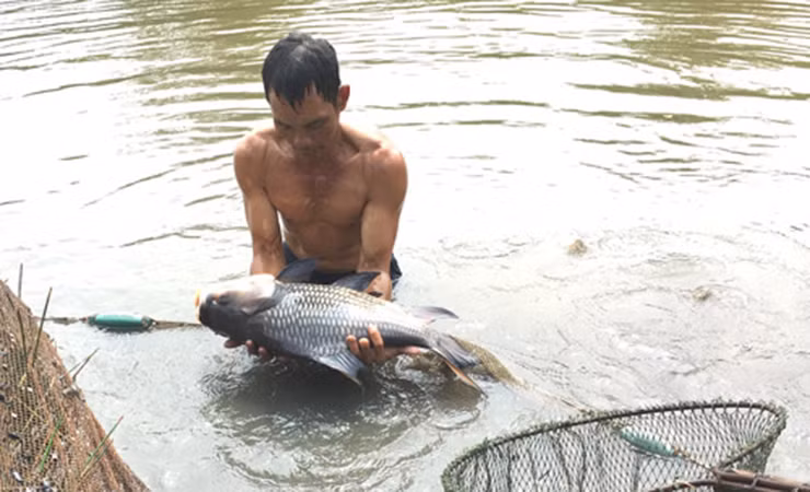 Người miền Tây truyền miệng rằng ăn thịt cá hô rất may mắn. Thịt cá hô không dai như thịt lợn hay thịt bò mà dai và có lớp sụn mỏng; không bở như thịt một số loại cá khác