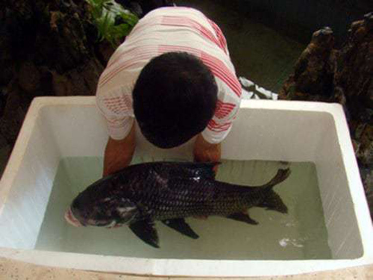 Anh Nguyễn Văn Thành (Lâm Đồng) cho biết cá hô dễ nuôi, lớn nhanh, khâu chăm sóc cũng không khó khăn, bà con cũng dễ làm quen, khi thu hoạch cá có giá cả lại rất tốt, như thời giá hiện tại khoảng 200 ngàn đồng/kg và rất dễ bán do thị trường ưa chuộng.