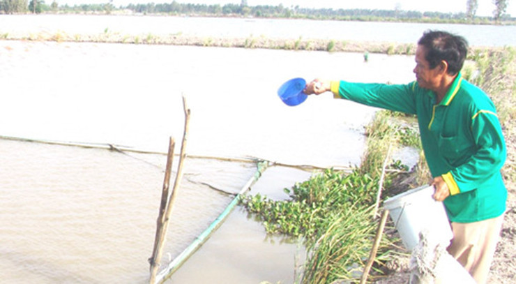 Cá hô có kích thước "khủng", thường nặng 10-15kg/con. Trước đây, trong tự nhiên đã có những con cá hô nặng vài chục kg được khai thác