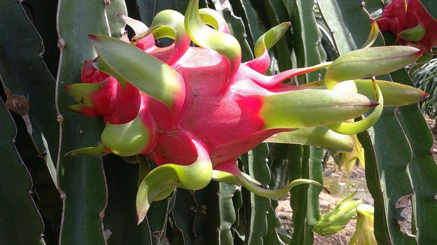 6 loại trái cây thuần Việt, chị em thoải mái mua - Hình 3 6 loai trai cay thuan Viet, chi em thoai mai mua-Hinh-3