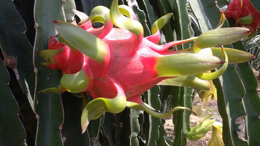 6 loai trai cay thuan Viet, chi em thoai mai mua-Hinh-3