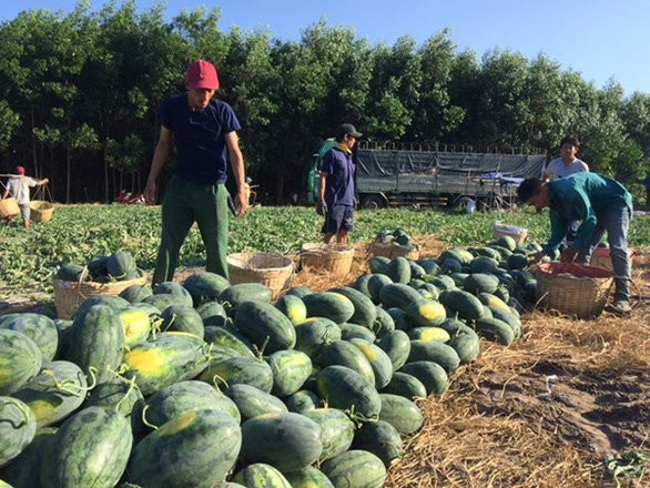 6 loại trái cây thuần Việt, chị em thoải mái mua - Hình 2 6 loai trai cay thuan Viet, chi em thoai mai mua-Hinh-2