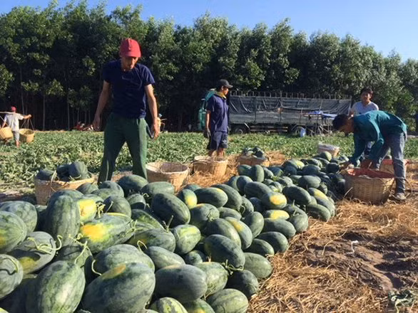 6 loai trai cay thuan Viet, chi em thoai mai mua-Hinh-2