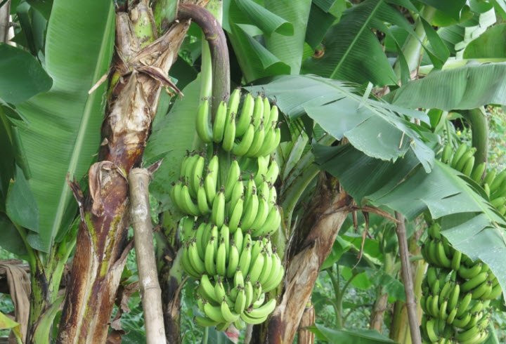 6 loại trái cây thuần Việt, chị em thoải mái mua - Hình 6 6 loai trai cay thuan Viet, chi em thoai mai mua-Hinh-6