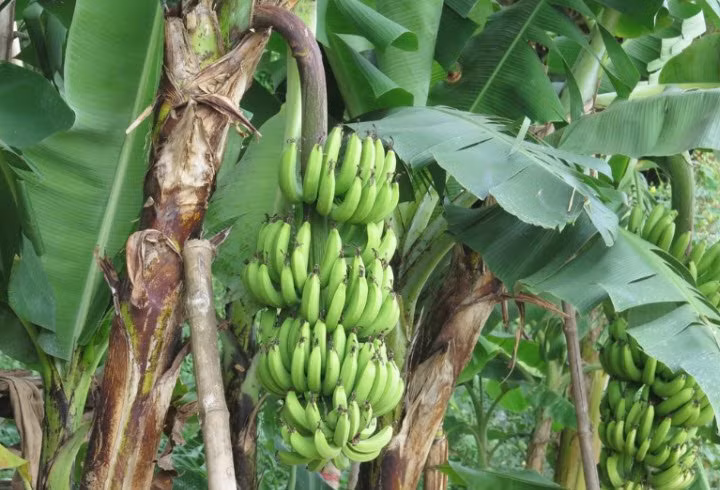 6 loai trai cay thuan Viet, chi em thoai mai mua-Hinh-6