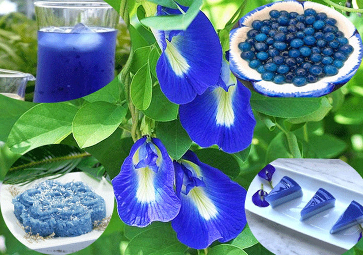 Trên thị trường, hoa đậu biếc được bán thành 2 loại tươi và khô. Loại khô có giá khoảng 500.000 đồng/kg.