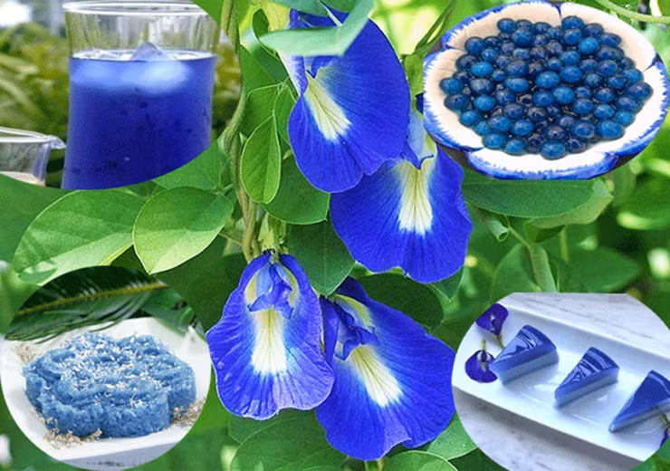 Trên thị trường, hoa đậu biếc được bán thành 2 loại tươi và khô. Loại khô có giá khoảng 500.000 đồng/kg.