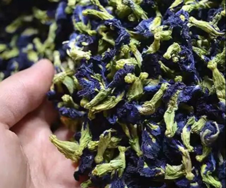 Khoảng 7-8 kg hoa đậu biếc tươi mới làm thành 1kg đậu biếc khô