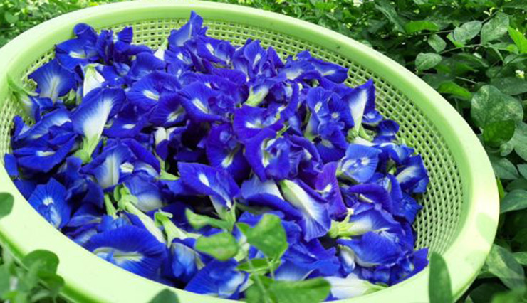 Hoa đậu biếc có màu xanh tím, xanh lam đậm hoặc màu trắng, nhưng phổ biến nhất là màu xanh tím.