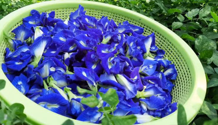 Hoa đậu biếc có màu xanh tím, xanh lam đậm hoặc màu trắng, nhưng phổ biến nhất là màu xanh tím.