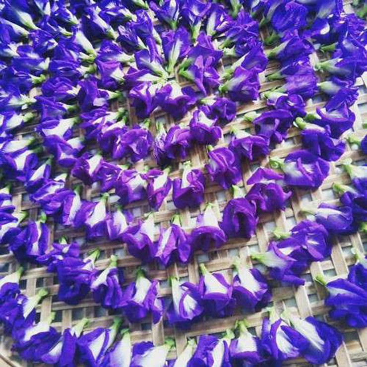 Mấy năm gần đây hoa đậu biếc lên cơn sốt, người dân đem phơi khô bán ra thị trường với giá đắt