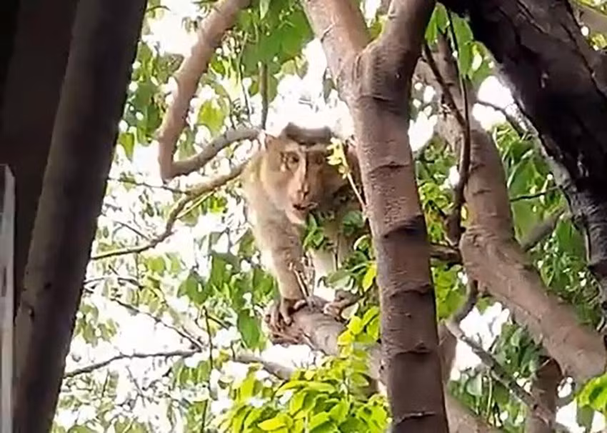 Khi duoi lon 8 kg dap ly chen bi kiem lam bat-Hinh-2