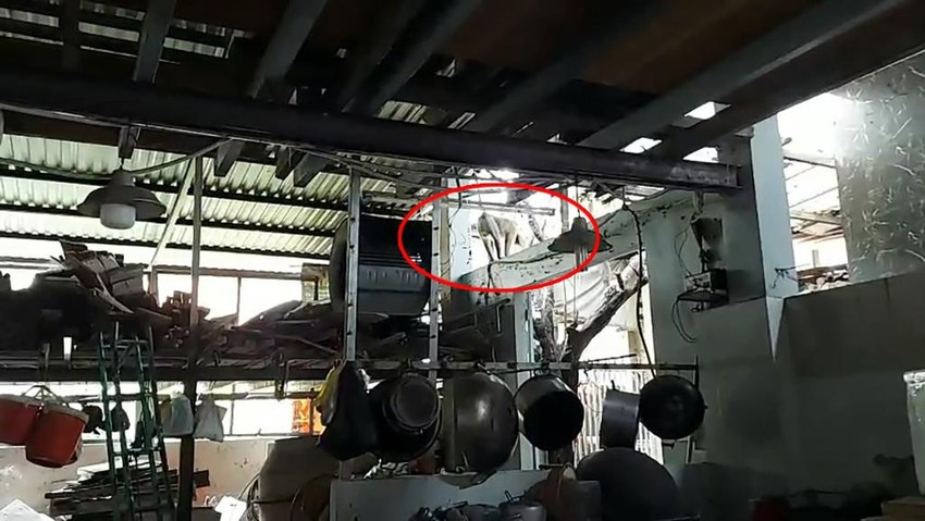 Khỉ đuôi lợn 8 kg đập ly chén bị kiểm lâm bắt Khi duoi lon 8 kg dap ly chen bi kiem lam bat