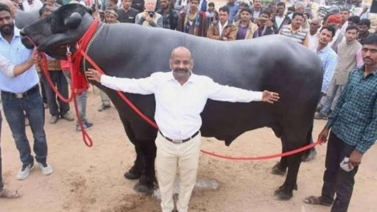 Chú trâu nặng 1,5 tấn được trả giá 70 tỷ đồng, chủ vẫn từ chối bán ảnh 2