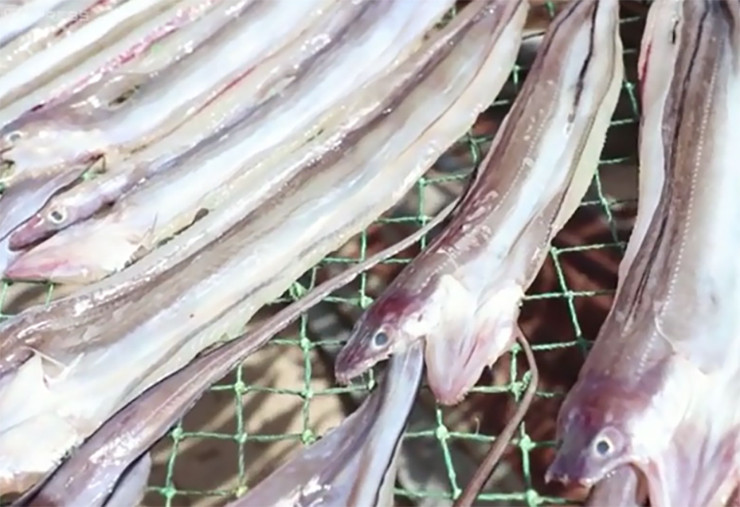 Cá đét chủ yếu tìm thấy vào các tháng mùa nắng từ tháng 4 – 9.