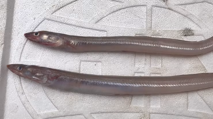 Cá đẹt thịt bở, lắm xương nên trước đây dù nhiều nhưng ít người ăn