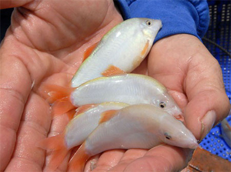 Loai ca o Viet Nam co tieng keu la, truoc nha ngheo moi an-Hinh-4