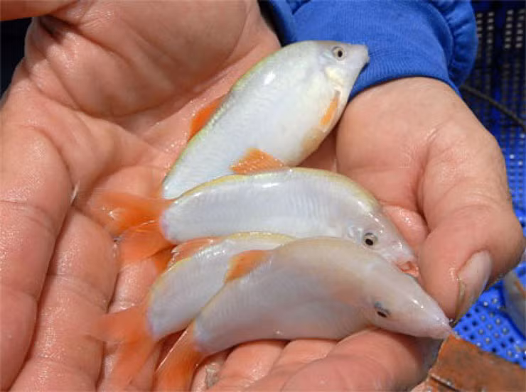 Loai ca o Viet Nam co tieng keu la, truoc nha ngheo moi an-Hinh-4