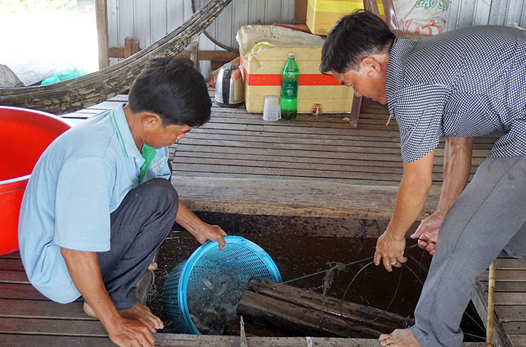 Loai ca o Viet Nam co tieng keu la, truoc nha ngheo moi an-Hinh-8