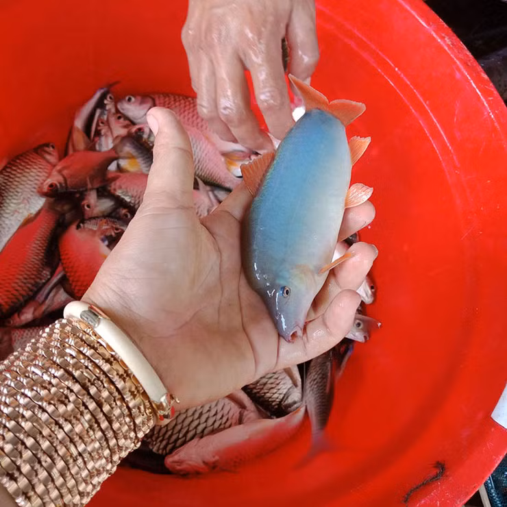 Loai ca o Viet Nam co tieng keu la, truoc nha ngheo moi an-Hinh-6