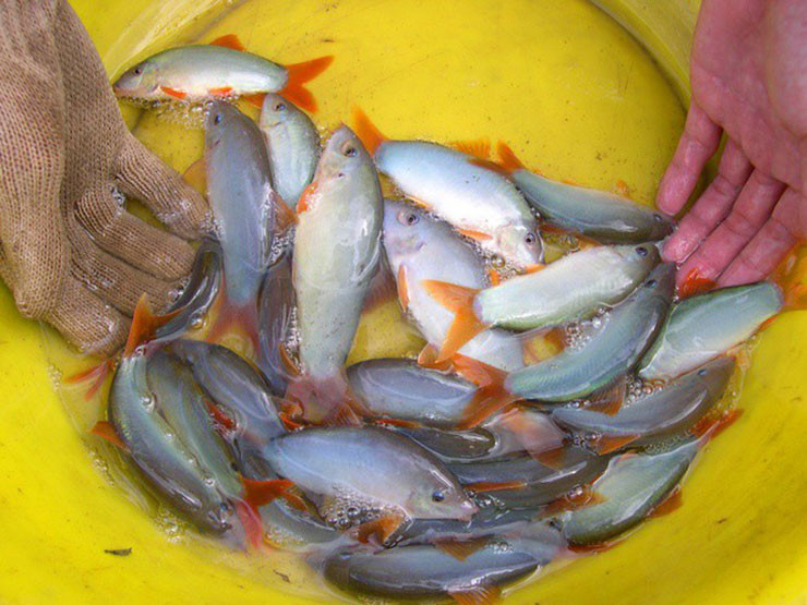 Loai ca o Viet Nam co tieng keu la, truoc nha ngheo moi an