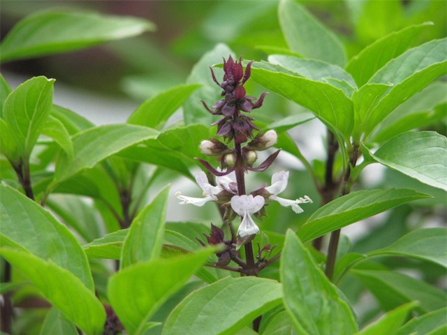 3 loại cây hạ sốt cực nhanh ảnh 1 3 loại cây hạ sốt cực nhanh ảnh 1