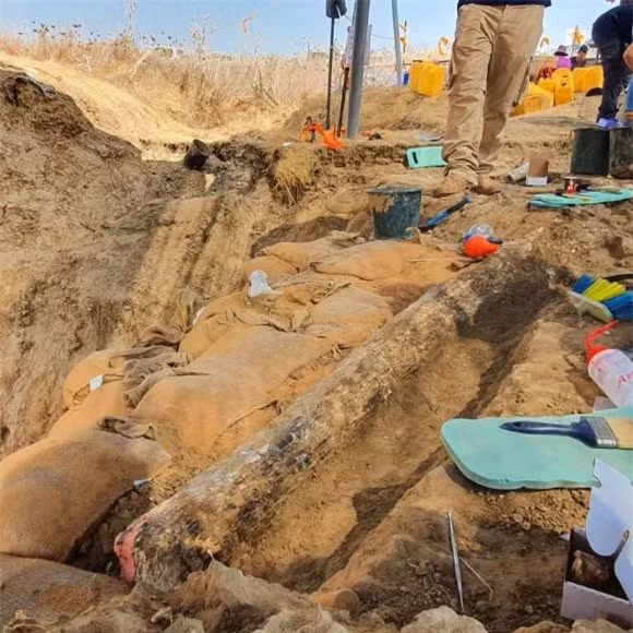 Đào được tàn tích siêu quái vật cổ đại 13 tấn ảnh 1