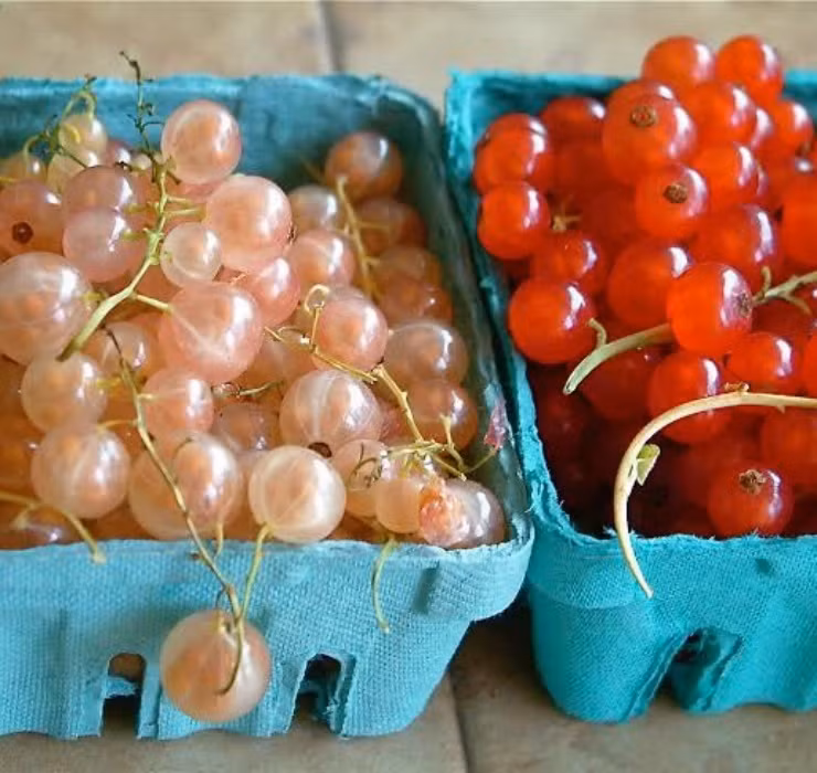 Loại nho lạ này có 4 màu đỏ, đen, hồng, trắng, có vị chua, có thể ăn trực tiếp hoặc làm mứt, pha siro uống giải nhiệt.