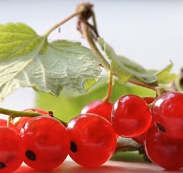 Tên thật của loại quả đắt đỏ này là quả lý chua (Ribes), được trồng rất nhiều ở châu Âu.