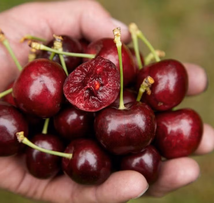 Thế nhưng tại Mỹ và một số quốc gia châu Âu, cherry thường có giá siêu rẻ. Cây cherry được trồng phổ biến dọc đường để tạo bóng mát.