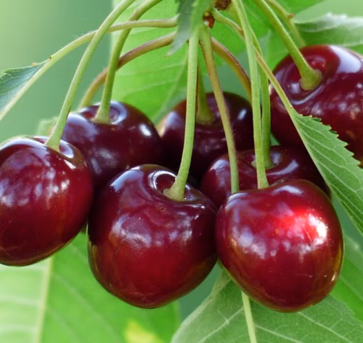 Loai qua re nhu rau o nuoc ngoai ve Viet Nam thanh thu 