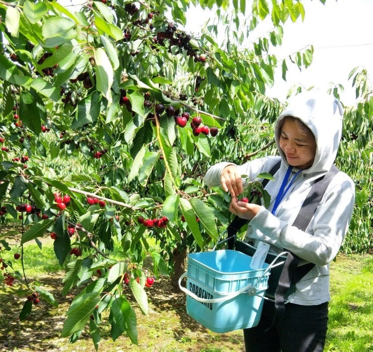 Đầu tiên phải kể đến là quả cherry - loại trái cây quen thuộc ở châu Âu. Với màu sắc tươi tắn và vị ngọt thanh dịu, quả cherry được rất nhiều người Việt ưa chuộng.