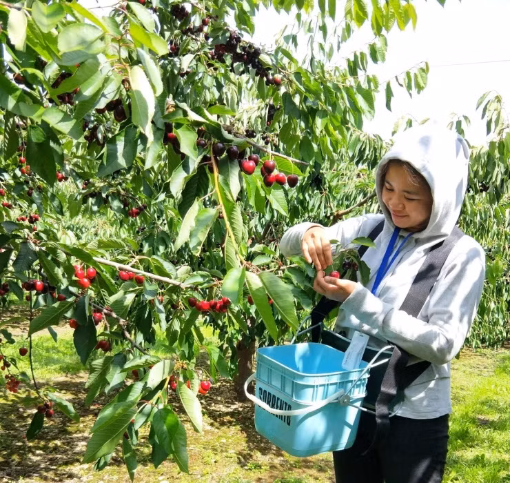 Đầu tiên phải kể đến là quả cherry - loại trái cây quen thuộc ở châu Âu. Với màu sắc tươi tắn và vị ngọt thanh dịu, quả cherry được rất nhiều người Việt ưa chuộng.