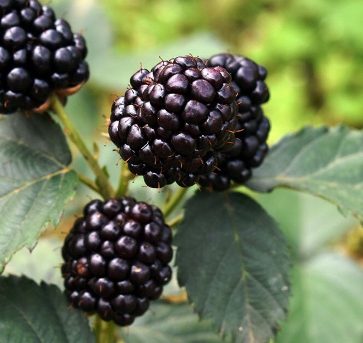 Giống như nho chuỗi ngọc, quả mâm xôi (phúc bồn tử) cũng là loại quả dại có nguồn gốc từ Bắc Mỹ nhưng lại được “thổi giá” cao ngất ngưởng khi bán ở nước ta.