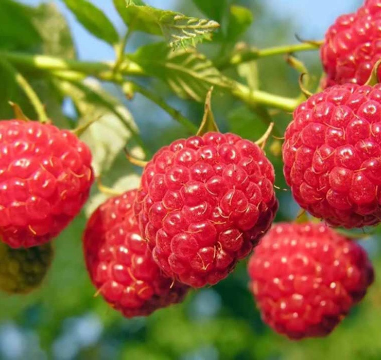 Ở nước ngoài, mâm xôi thường là loại quả mọc dại bên đường, nhà nào cũng có thể trồng, vì vậy mà vào mùa quả mâm xôi có giá “rẻ như cho”.