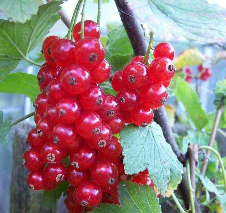 Tuy không ngọt như các giống nho khác nhưng chúng có vẻ ngoài rất hấp dẫn.