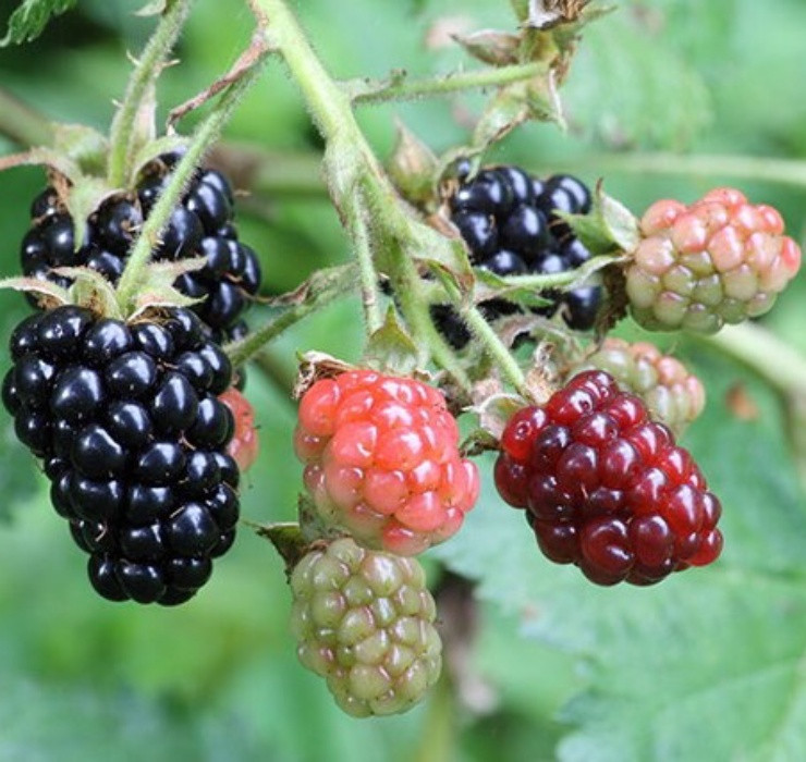 Tuy nhiên ở Việt Nam, quả mâm xôi nhập ngoại có thể có giá hàng triệu đồng/kg.