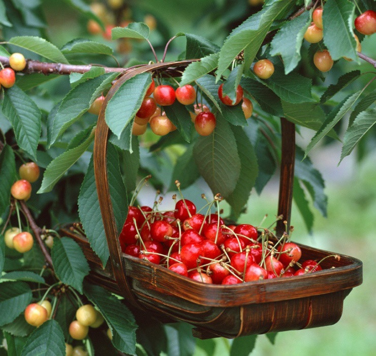 Cherry khi nhập về Việt Nam có giá dao động từ 350.000 - 1 triệu đồng/kg tuỳ thời điểm.
