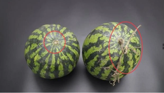 Dùng 6 mẹo này chỉ cần nhìn qua là biết dưa ngọt - Hình 3 Dung 6 meo nay chi can nhin qua la biet dua ngot-Hinh-3